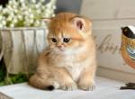 Romeo LaMurr - British Shorthair Kitten For Sale - FL, US