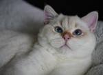 Vitalik - British Shorthair Kitten For Sale - San Mateo, CA, US