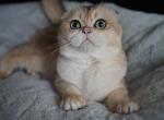 Funtik - Scottish Fold Cat For Sale - San Mateo, CA, US