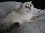 Sneganna - Scottish Fold Cat For Sale - San Mateo, CA, US