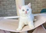 Dustin - British Shorthair Cat For Sale - Brooklyn, NY, US