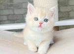 Daisy - British Shorthair Cat For Sale - Brooklyn, NY, US