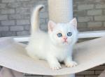 Yunona - British Shorthair Cat For Sale - Brooklyn, NY, US