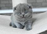 Leona - British Shorthair Cat For Sale - Brooklyn, NY, US