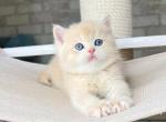 Arisha - British Shorthair Cat For Sale - Brooklyn, NY, US