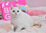 Onyx - British Shorthair Cat For Sale - Brooklyn, NY, US