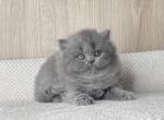 Diana - British Shorthair Cat For Sale - Brooklyn, NY, US