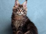 Titan - Maine Coon Cat For Sale - Houston, TX, US