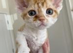 Reserved Yoshi Devon Rex Male - Devon Rex Cat For Sale - Atlanta, GA, US