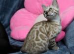 Cayenne - Bengal Kitten For Sale - Boston, MA, US