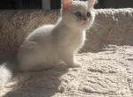 Shay - Scottish Straight Cat For Sale - Nashville, TN, US