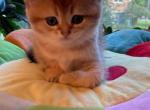 Masya - Scottish Straight Cat For Sale - Brooklyn, NY, US