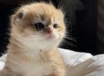 Golden Scottish fold - Scottish Fold Kitten For Sale - Buffalo, NY, US