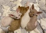 Devon Rex Babies CFA - Devon Rex Cat For Sale - Atlanta, GA, US