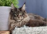 Stilyaga - Maine Coon Cat For Sale - Miami, FL, US