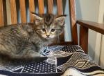 Maine Coon Milo - Maine Coon Kitten For Sale - KY, US
