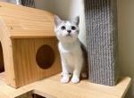 kay - Munchkin Cat For Sale - Staten Island, NY, US