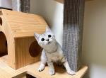 lorry - Munchkin Cat For Sale - Staten Island, NY, US