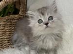 Ellie - Scottish Straight Kitten For Sale - Auburn, WA, US