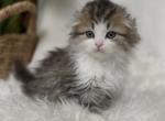 Dunkin - Scottish Fold Kitten For Sale - Auburn, WA, US