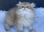 Pumpkin - British Shorthair Cat For Sale - Exton, PA, US