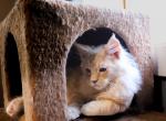 Edgar - Maine Coon Kitten For Sale - Plainfield, IN, US