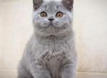 Whisper Night - British Shorthair Cat For Sale - Hollywood, FL, US