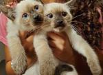 Seal point girl - Siamese Kitten For Sale - Hampden, MA, US