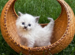 oscar - Ragdoll Cat For Sale - Midland, NC, US