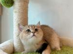 Golden Shaded Boy 999 - British Shorthair Cat For Sale - Fontana, CA, US