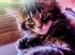 Gemma Polydactyl Main Coon - Maine Coon Cat For Sale - Waukesha, WI, US