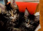 Bree female Maine Coon - Maine Coon Cat For Sale - Waukesha, WI, US