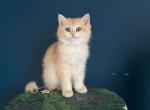 British female 3 months old  Golden Shaded - British Shorthair Cat For Sale - Boston, MA, US