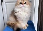 Royal Golden British Longhair Kitten 5 months old - British Shorthair Cat For Sale - Boston, MA, US