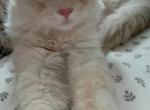 King Marshmallow - Siberian Cat For Sale - Scranton, PA, US