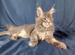 Marseille - Maine Coon Cat For Sale - Brooklyn, NY, US