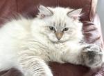 Chloe - Siberian Cat For Sale - Bonita Springs, FL, US