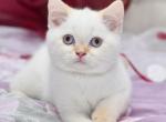 Chip - Scottish Straight Cat For Sale - Los Angeles, CA, US