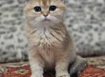 Baffi - British Shorthair Cat For Sale - NY, US