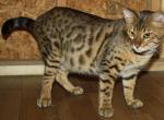 Amazing Male Bengal - Bengal Cat For Sale - AR, US