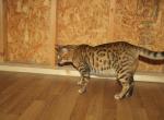 Amazing Male Bengal - Bengal Cat For Sale - AR, US