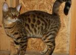 Majestic Male Bengal - Bengal Cat For Sale - AR, US