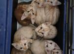 Snow Bengals - Bengal Cat For Sale - Tenino, WA, US