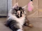 B9 - Maine Coon Cat For Sale - Jonestown, PA, US