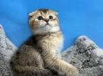 Leo - Scottish Fold Cat For Sale - Renton, WA, US