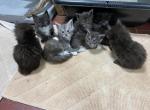 Helix - Maine Coon Kitten For Sale - Buford, GA, US