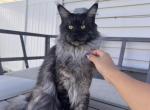 Lucious - Maine Coon Cat For Sale - La Porte, IN, US