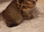 JoJo - Scottish Fold Cat For Sale - North Richland Hills, TX, US