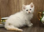 Gagarin CFA certified - Siberian Cat For Sale - Ashburn, VA, US