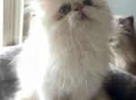 Flame point himalyan persian boy - Himalayan Cat For Sale - Little Egg Harbor Township, NJ, US